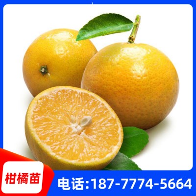 广西柑橘苗批发厂家 柑橘苗基地直销 供应柑橘苗价格