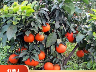 广西柑橘苗供应 红美人果实 红美人柑橘果苗 全国批发销售