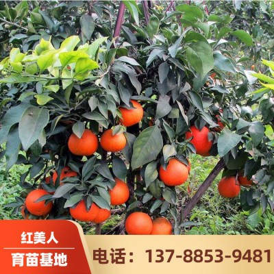 广西柑橘苗供应 红美人果实 红美人柑橘果苗 全国批发销售