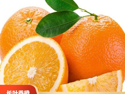 基地直供柑桔新品种长叶香橙 沃柑长叶香橙 柑橘树苗批发厂家