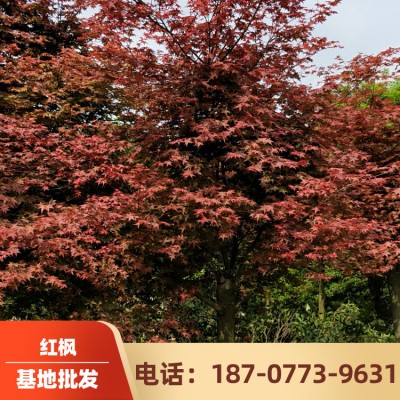 精品红枫树苗 优质日本红枫树 苗木批发