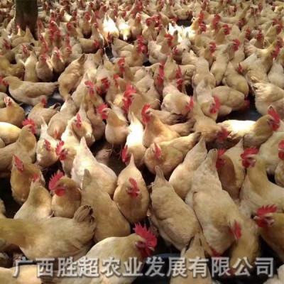 广州三鸡苗批发 阳江三黄鸡苗供应 黄土鸡苗 厂家直销鸡鸭鹅苗