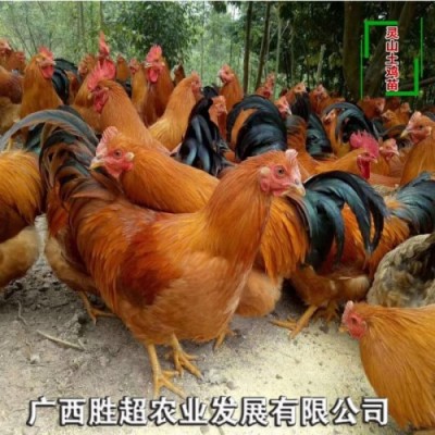广西灵山土鸡苗供应 灵山土二鸡苗批发 钦州土鸡苗孵化场