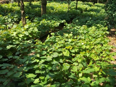 广州夏黑葡萄苗批发 根系发达巨峰葡萄苗品种 优质夏黑葡萄苗种植基地