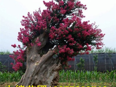 紫薇树桩 5公分紫薇树价格 价格优惠 广西紫薇树
