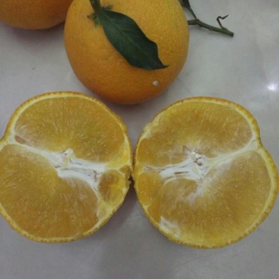 广西柑橘苗 优质红美人柑橘苗批发 皇帝柑 裸根苗各类柑橘苗批发