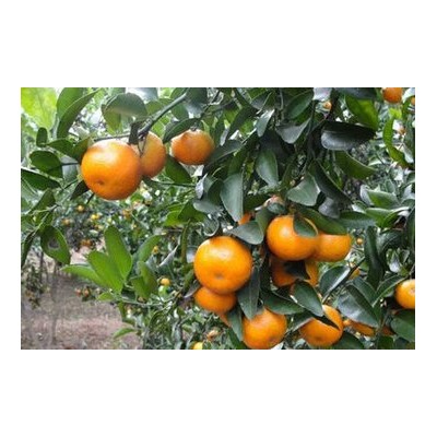 脆蜜金桔苗价格 脆皮金桔苗 各类柑橘苗批发 品质优良 容器苗