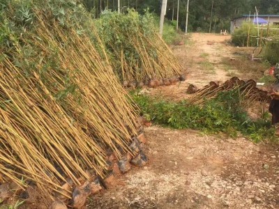供应绿化竹 绿化竹批发厂家  绿化竹价格