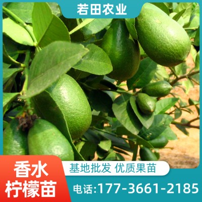 香水柠檬苗批发价格 台湾四季香水柠檬  高产稳产 基地直发