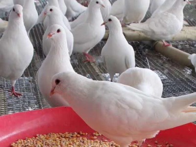 广西鸽子基地 批发鸽子苗 鸽子苗养殖场