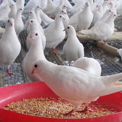 广西鸽子基地 批发鸽子苗 鸽子苗养殖场