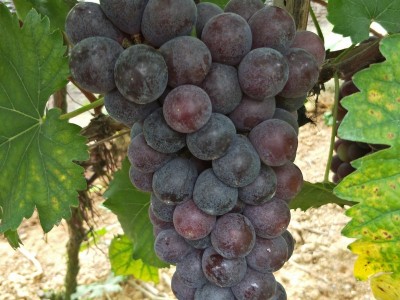 基地直销夏黑葡萄 供应优质夏黑葡萄 精品多汁 植株健壮