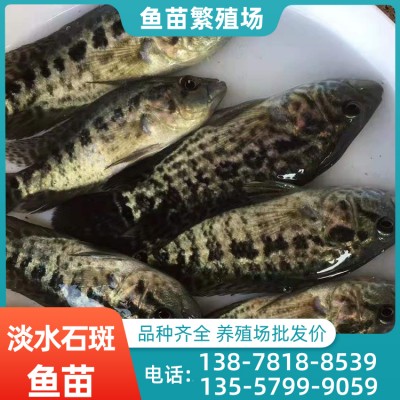 桂林市淡水石斑鱼苗市场 大量鱼苗批发 淡水石斑鱼苗 价格优惠