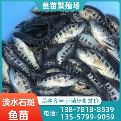 北海市淡水石斑鱼苗市场 淡水石斑鱼苗批发价格 大量鱼苗批发