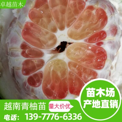 越南青柚苗 批发零售越南青柚苗 容器苗