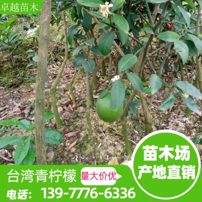 台湾青柠檬 柠檬苗批发价格 台湾无籽青柠檬 容器苗