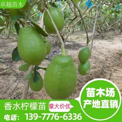 台湾无仔香水柠檬 广西柠檬苗批发 免费教种植技术