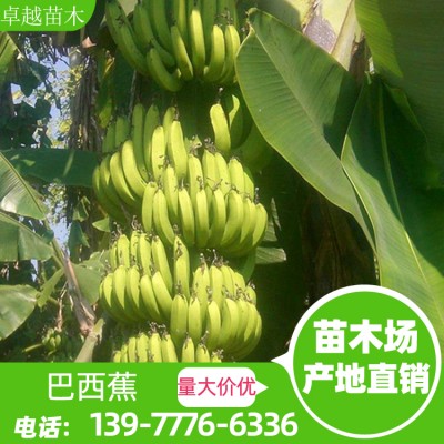 巴西蕉 杯苗 威廉斯香蕉 粉蕉 免费教种植技术 广西香蕉苗批发
