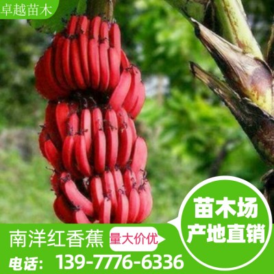 南洋红香蕉苗 杯苗 免费教种植技术 钦州香蕉苗批发