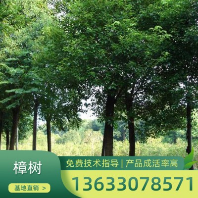 广西樟树种植基地 各种规格樟树 自产自销  香樟现货供应