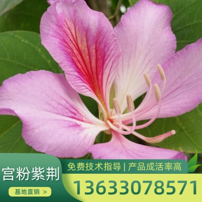 广东宫粉紫荆批发 园林绿化紫荆树 20公分宫粉紫荆价格