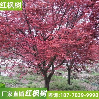 广西红枫 优质红枫树价格实惠 红枫树苗批发