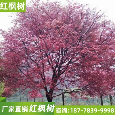 广西红枫品种 直供日本红枫苗批发 原生红枫价格