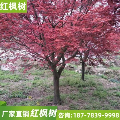 优质红枫树 求购红枫 苗木基地供应红枫树苗 嫁接红枫