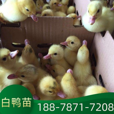 贵州鸭苗价格 鸭苗厂家直销 婴桃鸭养 白鸭苗