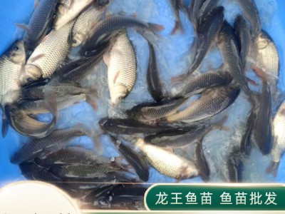 广西红鲤鱼苗养殖基地 出售快大丰产鲤鱼苗 大量现货供应鲤鱼苗