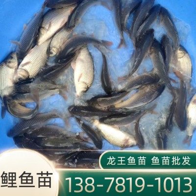 广西红鲤鱼苗养殖基地 出售快大丰产鲤鱼苗 大量现货供应鲤鱼苗