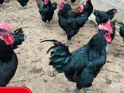 蛋鸡苗 养殖场批发五黑绿壳蛋鸡苗 孵化厂鸡苗供应