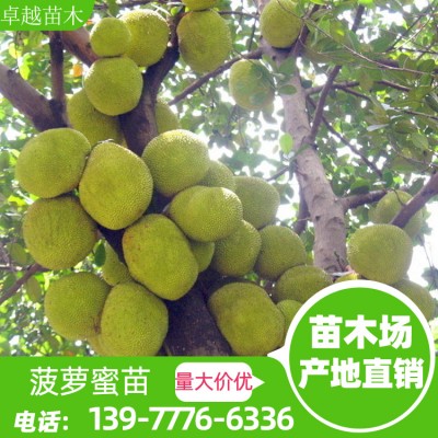 泰国8号菠萝蜜 广西菠萝蜜苗产地 优质菠萝蜜苗批发各类菠萝蜜苗批发