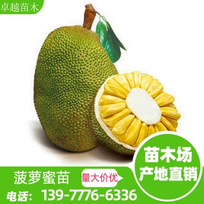 广西菠萝蜜苗产地 优质菠萝蜜苗批发 马来西亚一号 菠萝蜜苗 各类菠萝蜜苗批发