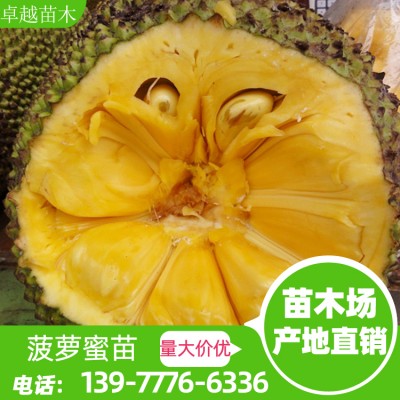 泰国12号 广西菠萝蜜苗产地 优质菠萝蜜苗批发 马来西亚一号 菠萝蜜苗 各类菠萝蜜苗批发