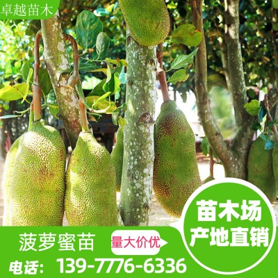 优质菠萝蜜苗批发 马来西亚1号 菠萝蜜苗 量大可单独询价