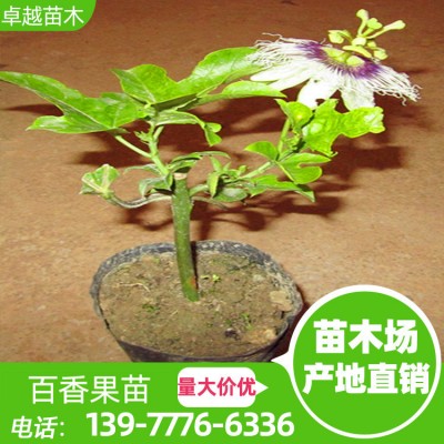 紫香百香果 冬瓜百香果 容器苗  送生根剂 免费教种植技术 广西百香果苗