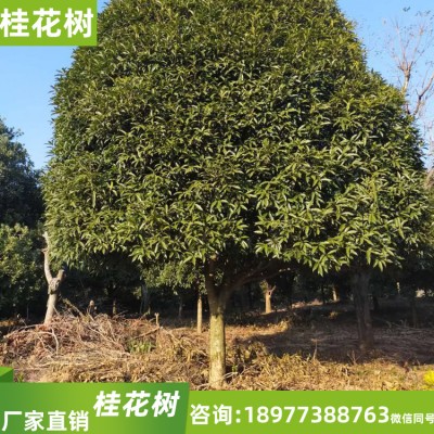 武汉桂花树价格  18-20公分桂花树 大量供应桂花树