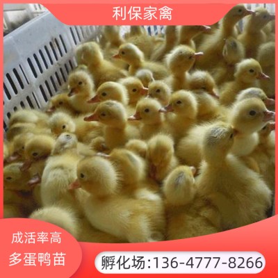 广西鸭苗厂家批发  多蛋鸭苗价格 高产量大优惠
