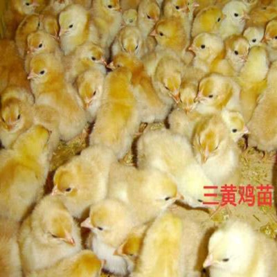 广州土鸡苗 五黑鸡 大种青脚麻鸡 黑瑶鸡 瑶鸡苗 全国销售
