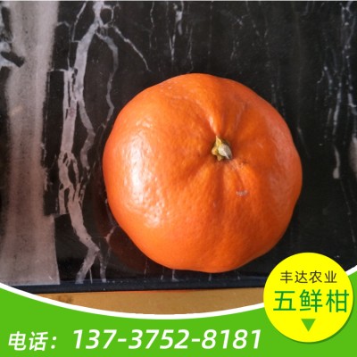 晚熟五鲜柑苗 柑橘苗批发 易种植 成活率高 广西果苗基地