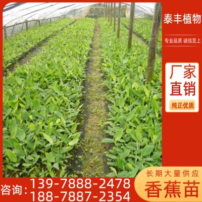 贵港香蕉苗批发 香蕉苗种植基地 泰丰植物 香蕉苗组培基地