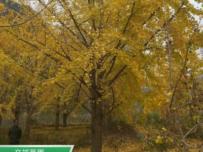 广西银杏树批发 15公分银杏树基地直销 庭院种植绿化
