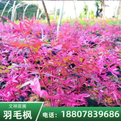 贵州红枫 羽毛枫基地批发 羽毛枫苗价格 绿化种植