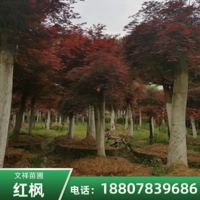 四川红枫树批发 红枫树基地直销 绿化种植厂家 红枫价格
