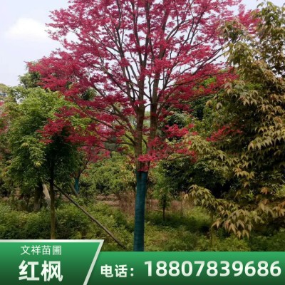 上海红枫树基地直销 3-40公分红枫树批发厂家