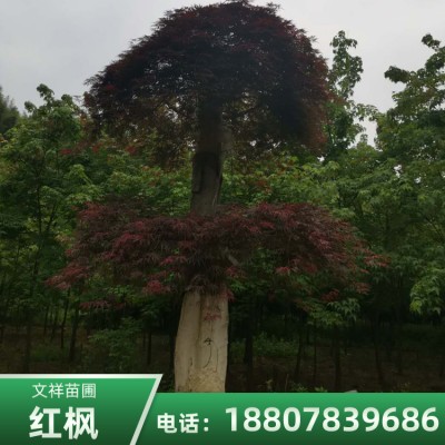 福建红枫树基地 2米高红枫批发厂家 价格优惠