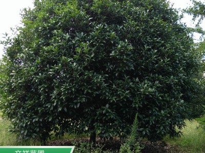 贵州桂花树批发 苗圃基地直销15公分桂花树 庭院种植绿化