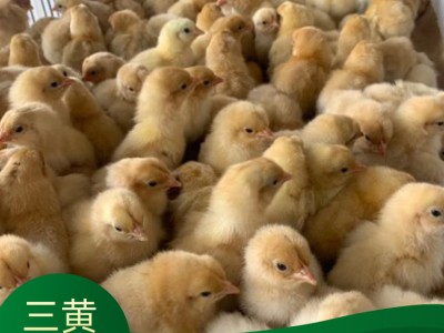 贵州鸡苗批发 土鸡苗价格 鸡苗养殖场 怡鑫家禽孵化