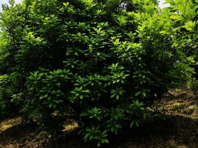 杨梅树2-4米冠 精品杨梅 苗供应 园林绿化苗